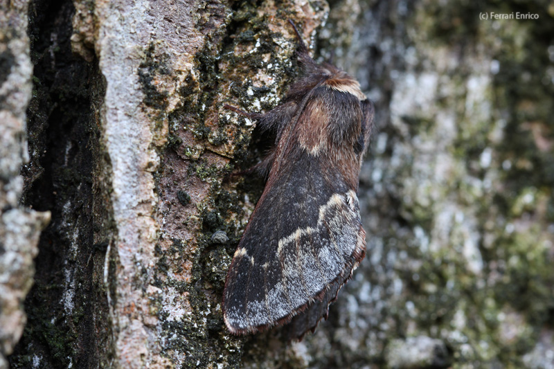 Poecilocampa alpina ssp. canensis